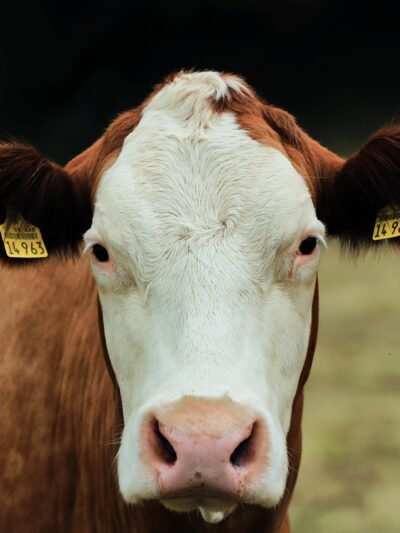 Cattle